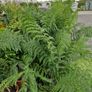Tree Fern Dicksonia Image 9