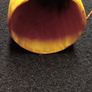 Vintage Cow Horn  1950s Image 6