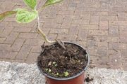 Eckium plant