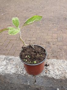 Eckium plant