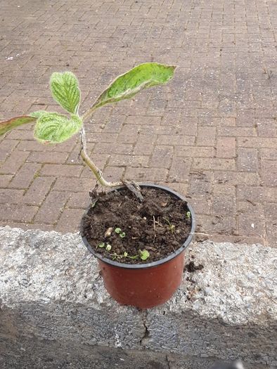 Eckium plant
