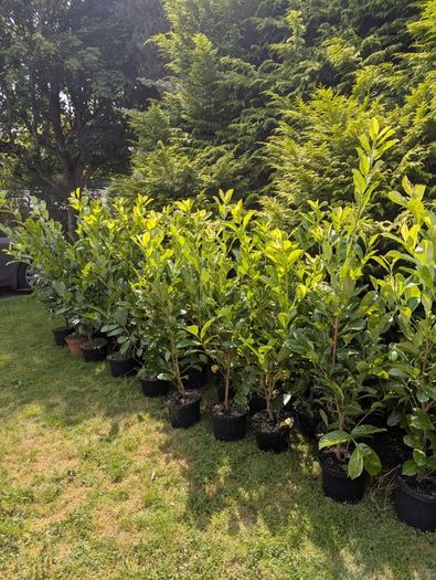 Cheap Instant 4 Foot Tall Laurel Hedge