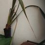 Phormium Image 2