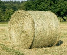 Hay for sale