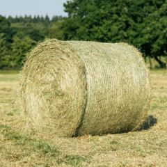 Hay for sale