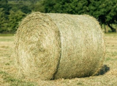 Hay for sale