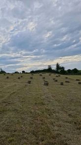 Hay