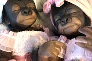 doll    Very cute reborn twin monkey's