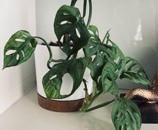 Monstera