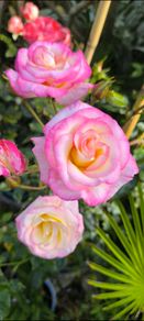 garden plants