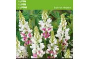 (L) Buzzy Lupin seeds Pink Fairy 2g (044734)