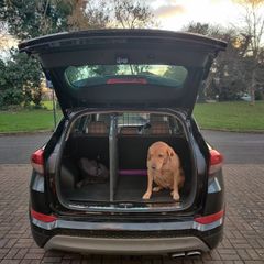 Dog Guard & Divider for Hyundai Tucson