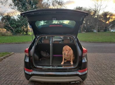 Dog Guard & Divider for Hyundai Tucson