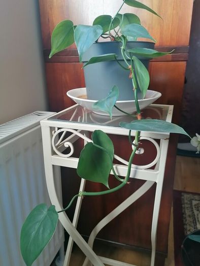 Plant