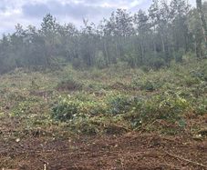 Mulching and tree shearing