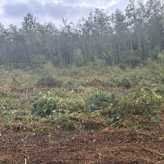 Mulching and tree shearing