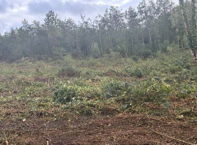 Mulching and tree shearing