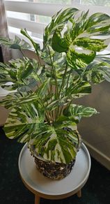 Artificial monstera