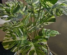 Artificial monstera