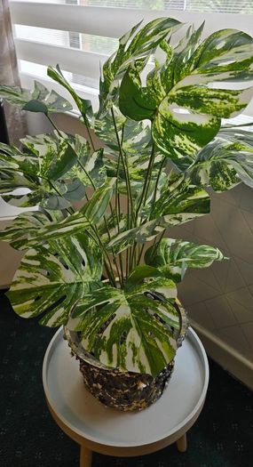 Artificial monstera