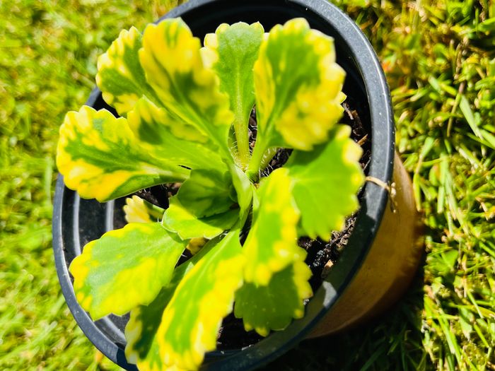 8-Piece Plant & Shrub Set incl. Fresh Mint