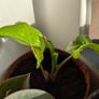 House plants in nursery pots Image 8