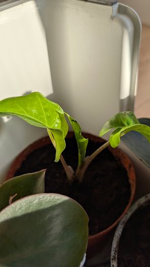 House plants in nursery pots