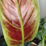 Philodendron Subhastatum Variegated Image 10