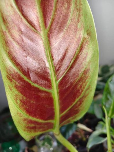 Philodendron Subhastatum Variegated