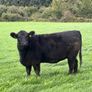 14 PBR Angus Maiden Heifers Image 2