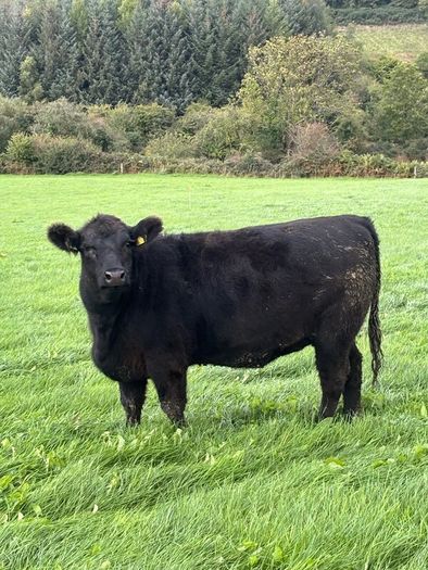 14 PBR Angus Maiden Heifers