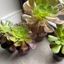 Aeonium Succulent Image 2