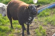 Dutch Spotted Hoggett Rams