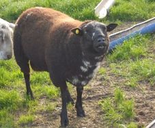 Dutch Spotted Hoggett Rams