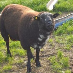 Dutch Spotted Hoggett Rams