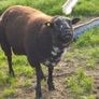 Dutch Spotted Hoggett Rams Image 6