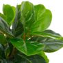 Artificial Plant Fiddle Leaves with Pot Green 152 cm Image 2