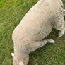 Pedigree Dorset Ram Lamb Image 2