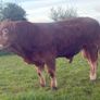 PBR Limousin Bulls Image 5