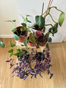 House Plant Bundle