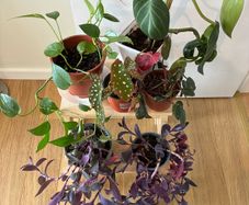 House Plant Bundle