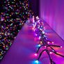 5000 Premier Christmas lights. Damaged. Image 2