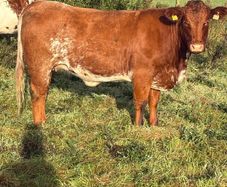 x20 heifers for sale at Ballymahon Mart