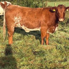 x20 heifers for sale at Ballymahon Mart
