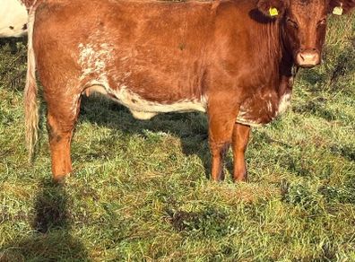 x20 heifers for sale at Ballymahon Mart