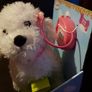 Fluffy Puppies Walking Poodle Image 4