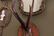 Vintage taxidermy