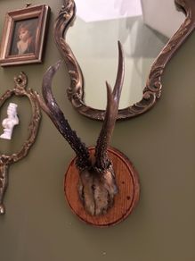 Vintage taxidermy