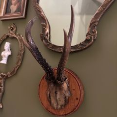 Vintage taxidermy