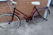 adults bike